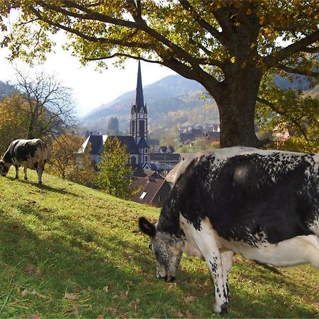 Petit Week End Dans La Vallee Breitenbach-Haut-Rhin Exteriér fotografie