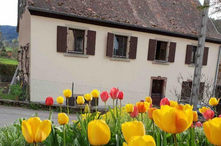 Petit Week End Dans La Vallee Breitenbach-Haut-Rhin Exteriér fotografie