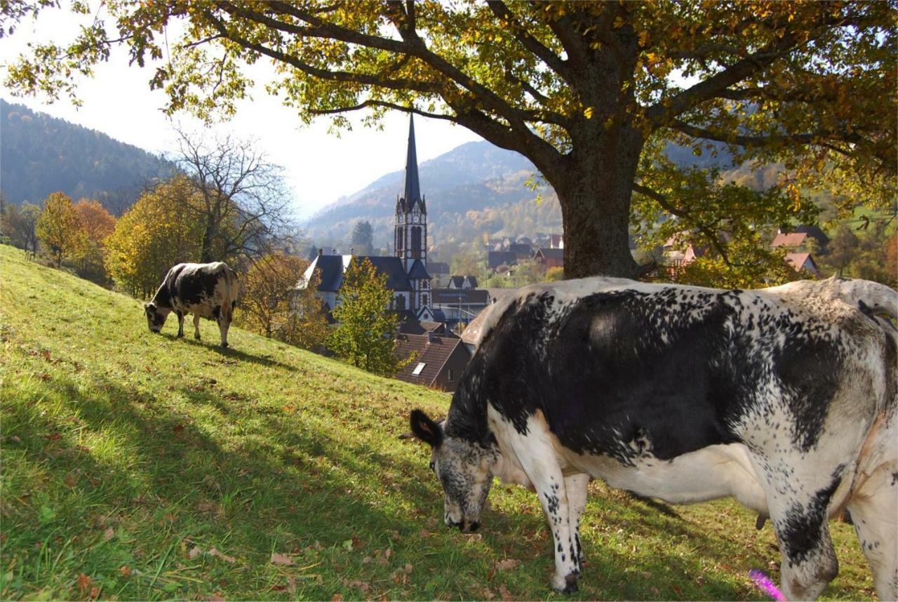 Petit Week End Dans La Vallee Breitenbach-Haut-Rhin Exteriér fotografie